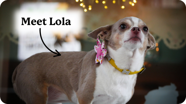 บรรจุภัณฑ์ CBD สำหรับสุนัข: มักประกอบด้วยอาหารอะไรบ้าง